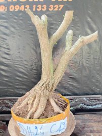 Phôi linh sam sắp đế giao lưu cả nhà