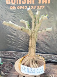 Phôi linh sam sắp đế giao lưu cả nhà