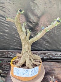 Phôi linh sam sắp đế giao lưu cả nhà