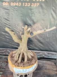 Phôi linh sam sắp đế giao lưu cả nhà