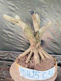 Phôi linh sam sắp đế giao lưu cả nhà