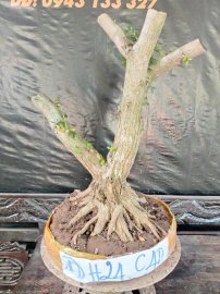 Phôi linh sam sắp đế giao lưu cả nhà