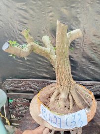 Phôi linh sam sắp đế giao lưu cả nhà