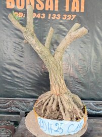 Phôi linh sam sắp đế giao lưu cả nhà