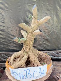 Phôi linh sam sắp đế giao lưu cả nhà
