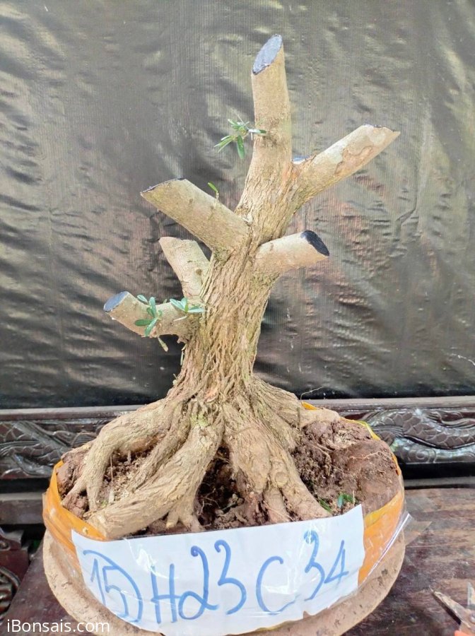 Phôi linh sam sắp đế giao lưu cả nhà
