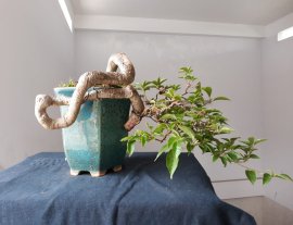 Giấy quái ghép Tím Huế ( Vạn Hoa Lầu )...