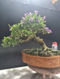 Linh sam siêu hoa lắc thân giao lưu cả nhà