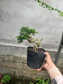 Linh sam trồng từ cái hạt nuôi 3 năm