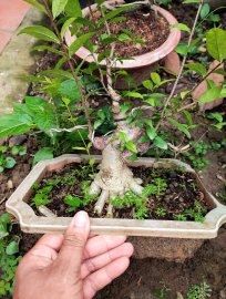 Đế 24 mai chiếu thủy thanh lý 500k