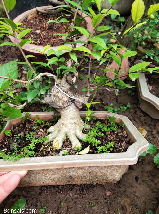 Đế 24 mai chiếu thủy thanh lý 500k