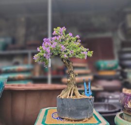 Linh sam 86 dáng văn nhân, đế đẹp khoe sắc gl cả nhà ạ