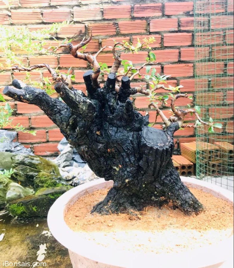 Cẩm thị giao lưu
