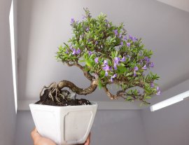 Em là Linh Sam sông Hinh zin...