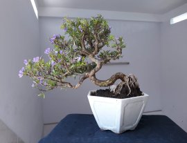 Em là Linh Sam sông Hinh zin...
