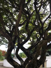 Cụ nguyệt liền bệ và rất già