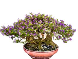 Cụ nguyệt liền bệ và rất già