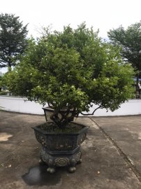 Cụ nguyệt liền bệ và rất già