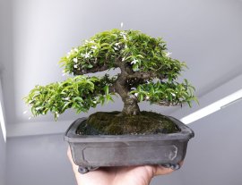 Em Kim Dòn mini lại đang hoa...