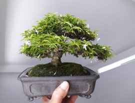 Em Kim Dòn mini lại đang hoa...