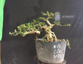 Thanh lý sam hương 700k bao phí