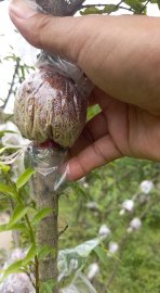 Bầu nhánh mai chiếu thủy lá trung ra rể đều bầu giá rẻ