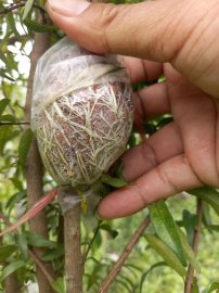 Bầu nhánh mai chiếu thủy lá trung ra rể đều bầu giá rẻ