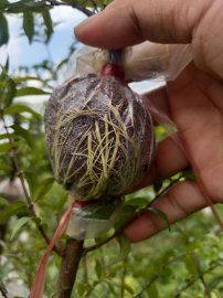 Bầu nhánh mai chiếu thủy lá trung ra rể đều bầu giá rẻ