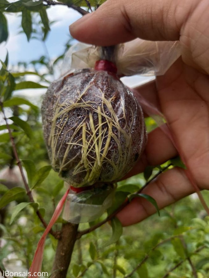 Bầu nhánh mai chiếu thủy lá trung ra rể đều bầu giá rẻ