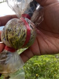 Bầu nhánh mai chiếu thủy lá trung ra rể đều bầu giá rẻ