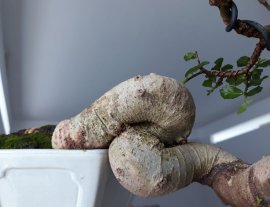 Hoàng Anh Mộc ( Dúi ) kiểu bay co khéo...