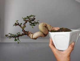 Hoàng Anh Mộc ( Dúi ) kiểu bay co khéo...