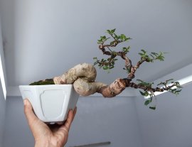 Hoàng Anh Mộc ( Dúi ) kiểu bay co khéo...