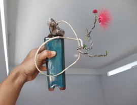 Vẻ đẹp của em Điệp Lào...