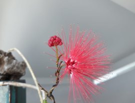 Vẻ đẹp của em Điệp Lào...