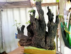 Giao lưu cây cẩm thị một bệ nguyên khối đẹp