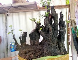 Giao lưu cây cẩm thị một bệ nguyên khối đẹp