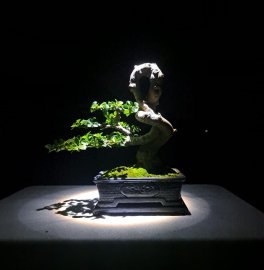 Sam hương indo
