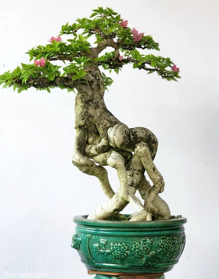 Hoa giấy bonsai cây rất gia dáng cây duyên đẹp