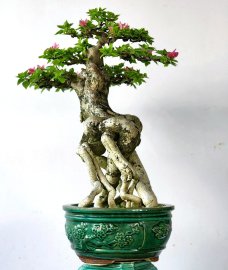 Hoa giấy bonsai cây rất gia dáng cây duyên đẹp