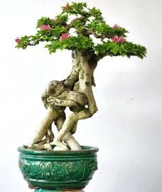 Hoa giấy bonsai cây rất gia dáng cây duyên đẹp