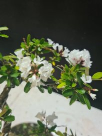 Linh sam trắng hoa chùm giao lưu cả nhà