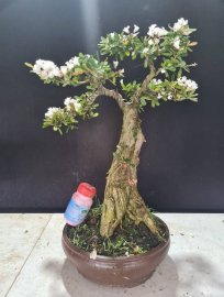Linh sam trắng hoa chùm giao lưu cả nhà