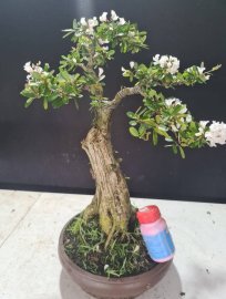 Linh sam trắng hoa chùm giao lưu cả nhà
