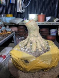 Sam Hương