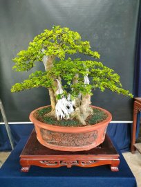 Mời ace vào xem live tối nay nhé!