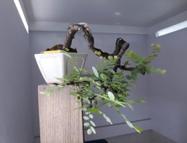 Em là Phèn đen thân già nghệ thuật.