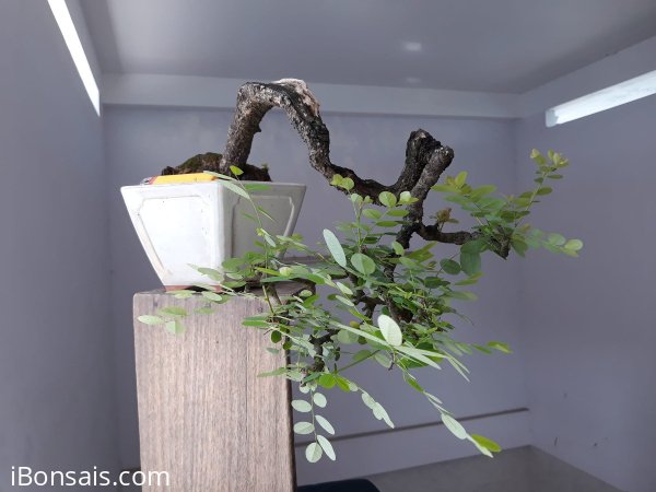 Em là Phèn đen thân già nghệ thuật.