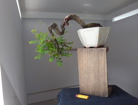 Em là Phèn đen thân già nghệ thuật.