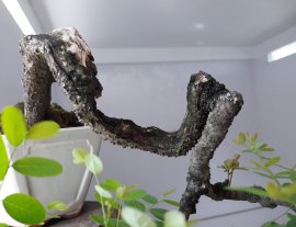 Em là Phèn đen thân già nghệ thuật.